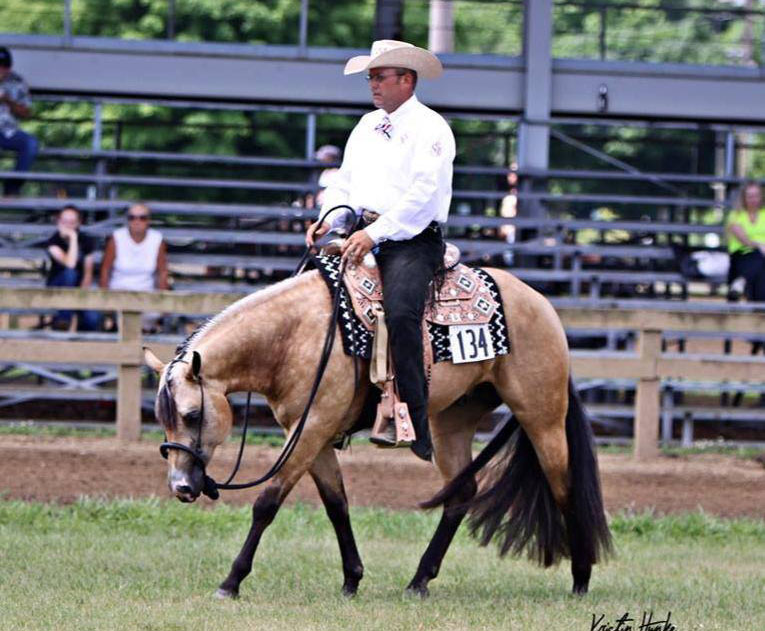 Potentially Lazy - AQHA Buckskin Stallion